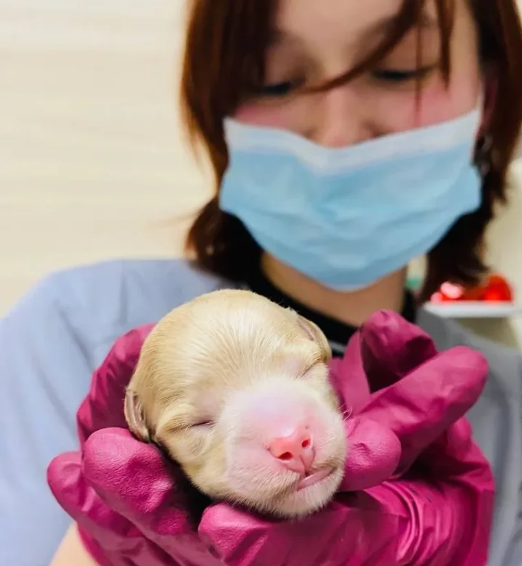 Лікар RealVet з новонародженим цуценям