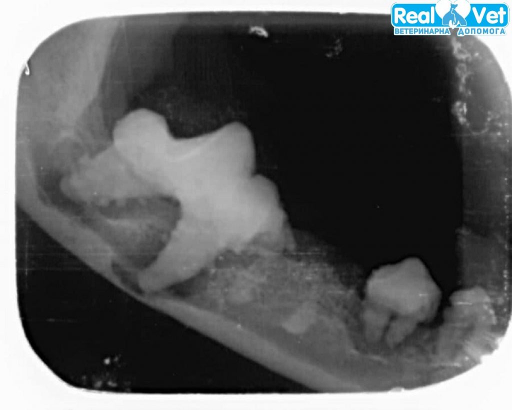 РеалВет - дентальний рентген тварин