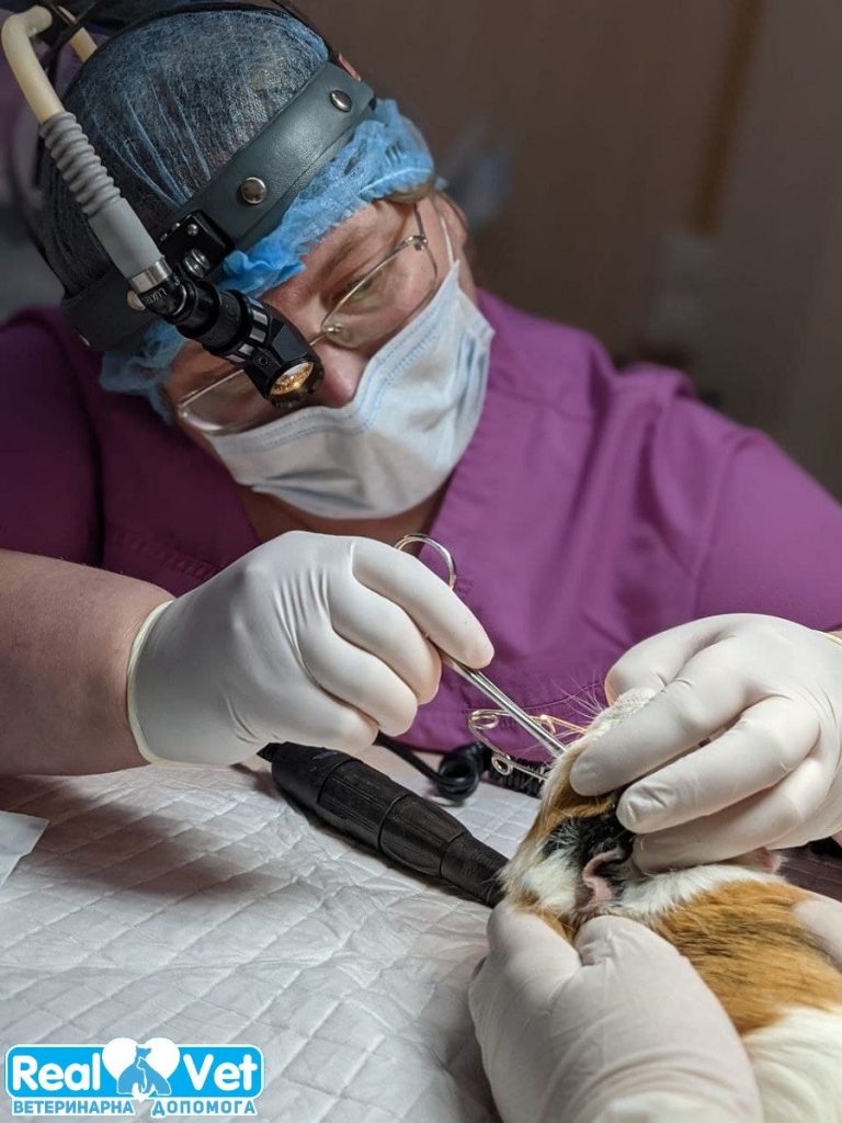Ультразвукова чистка зубів тваринам